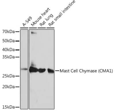 Western Blot: Chymase/CMA1/Mast Cell Chymase Antibody (2O4P8) [NBP3-15389]