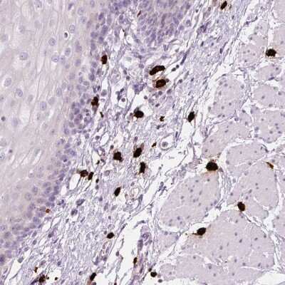 Immunohistochemistry-Paraffin: Chymase/CMA1/Mast Cell Chymase Antibody [NBP2-33660]