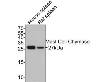 Western Blot: Chymase/CMA1/Mast Cell Chymase Antibody (JB74-32) [NBP2-75441]