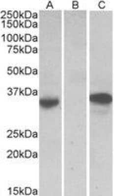 Western Blot: Chymase/CMA1/Mast Cell Chymase Antibody [NBP2-27551]