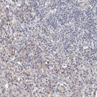 Immunohistochemistry-Paraffin: Cingulin Antibody [NBP1-89600]