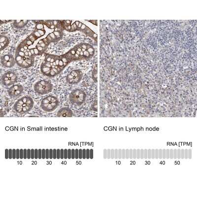 Immunohistochemistry-Paraffin: Cingulin Antibody [NBP1-89600]