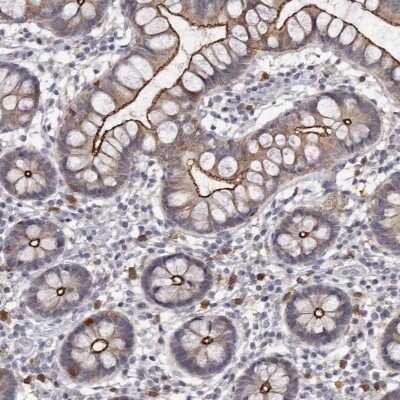 Immunohistochemistry-Paraffin: Cingulin Antibody [NBP1-89601]