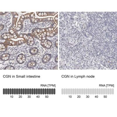 Immunohistochemistry-Paraffin: Cingulin Antibody [NBP1-89602]