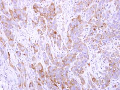 Immunohistochemistry-Paraffin: Cingulin Antibody [NBP2-15904]