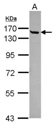 Western Blot: Cingulin Antibody [NBP2-15904]