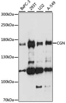 Western Blot: Cingulin AntibodyAzide and BSA Free [NBP2-92240]