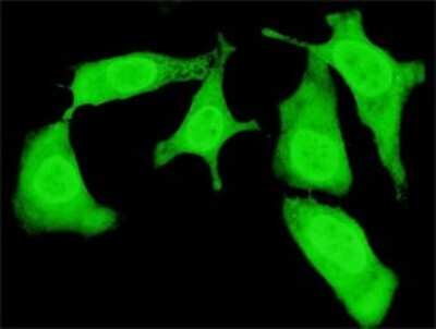 Immunocytochemistry/ Immunofluorescence: Cip4 Antibody (1A9) [H00009322-M01]