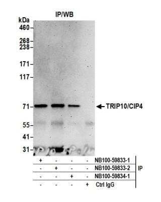 Immunoprecipitation: Cip4 Antibody [NB100-59833]