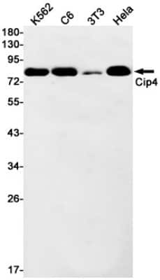 Western Blot: Cip4 Antibody (S01-6B7) [NBP3-15013]