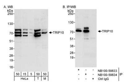 Western Blot: Cip4 Antibody [NB100-59834]