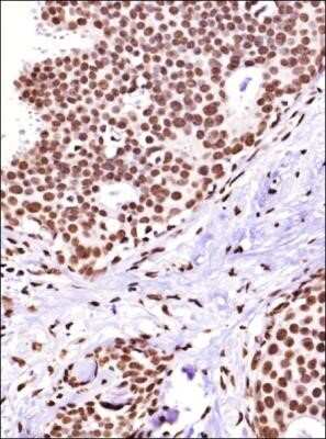 Immunohistochemistry-Paraffin: Cited-2 Antibody (JA22) - Azide and BSA Free [NBP2-80671]