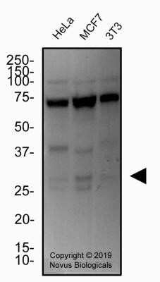 Western Blot: Cited-2 Antibody (JA22)Azide and BSA Free [NBP2-80671]