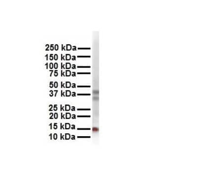 Western Blot: Cited-2 Antibody [NBP2-88787]