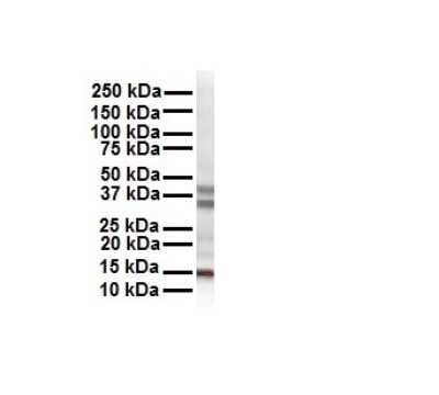 Western Blot: Cited-2 Antibody [NBP2-88787]