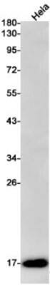 Western Blot: Citidine Deaminase Antibody (S08-4C9) [NBP3-19948]