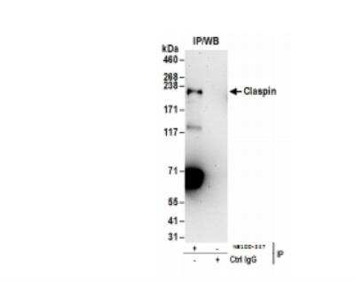 Immunoprecipitation: Claspin Antibody [NB100-247]