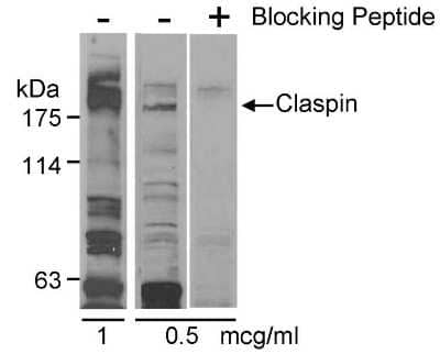 Western Blot: Claspin Antibody [NB100-246]
