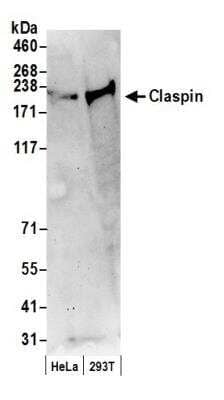 Western Blot: Claspin Antibody [NB100-246]