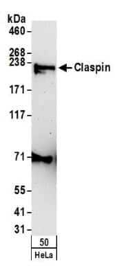 Western Blot: Claspin Antibody [NB100-247]