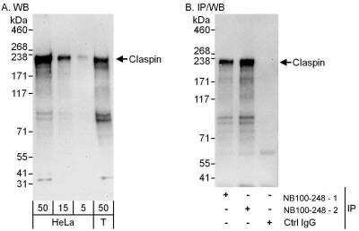 Western Blot: Claspin Antibody [NB100-248]