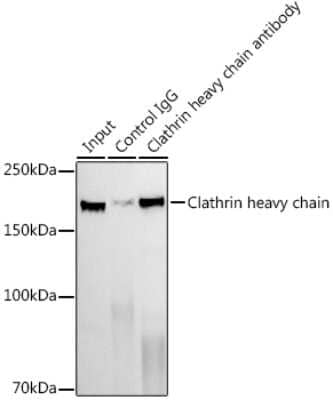 Immunoprecipitation: Clathrin Heavy Chain 1/CHC17 Antibody (9M2G2) [NBP3-16518]