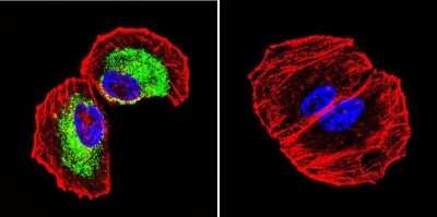 Immunocytochemistry/ Immunofluorescence: Clathrin Heavy Chain 1/CHC17 Antibody (X22) - BSA Free [NB300-613]