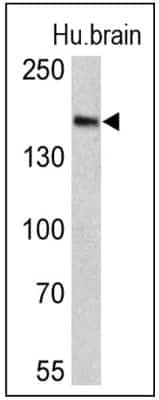 Western Blot: Clathrin Heavy Chain 1/CHC17 Antibody (X22)BSA Free [NB300-613]