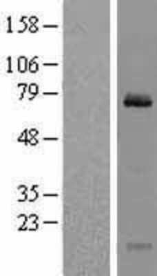 Western Blot: Clathrin interactor 1 Overexpression Lysate [NBL1-09271]