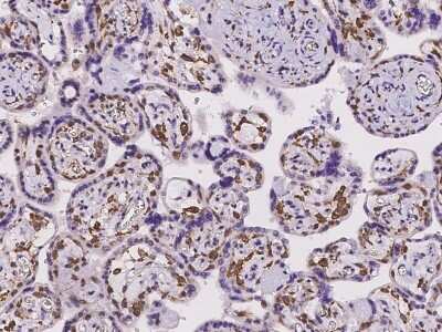 Immunohistochemistry-Paraffin: Clathrin light chain Antibody [NBP2-97249]