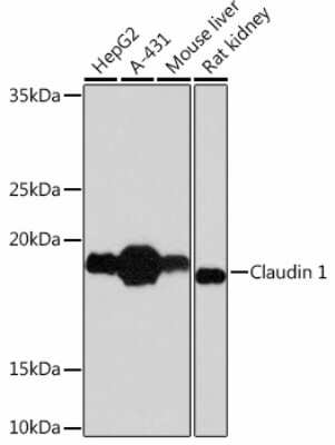 Western Blot: Claudin-1 Antibody (1F8U5) [NBP3-15397]