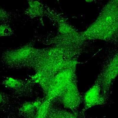 Immunocytochemistry/ Immunofluorescence: Claudin-1 Antibody - BSA Free [NBP1-77036]