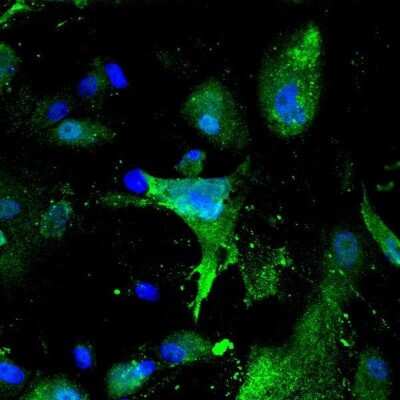 Immunocytochemistry/ Immunofluorescence: Claudin-1 Antibody - BSA Free [NBP1-77036]