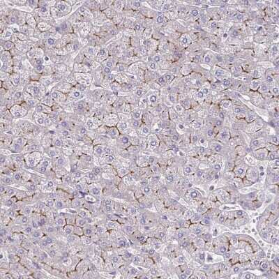 Immunohistochemistry-Paraffin: Claudin-1 Antibody [NBP2-38578]