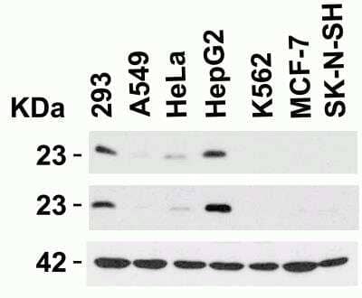 Western Blot: Claudin-1 AntibodyBSA Free [NBP1-77036]