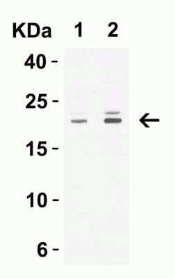 Western Blot: Claudin-1 AntibodyBSA Free [NBP1-77036]