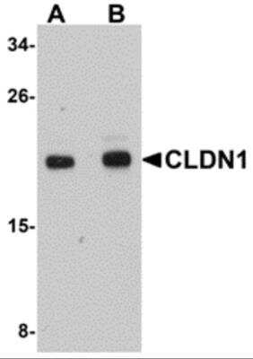 Western Blot: Claudin-1 AntibodyBSA Free [NBP1-77036]