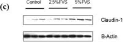 Western Blot: Claudin-1 AntibodyBSA Free [NBP1-77036]