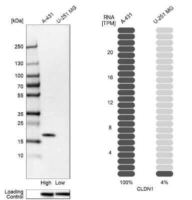 Western Blot: Claudin-1 Antibody [NBP2-38578]