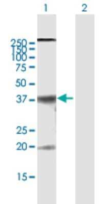 Western Blot: Claudin 10 Antibody [H00009071-B01P]