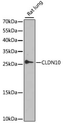 Western Blot: Claudin 10 AntibodyBSA Free [NBP2-92587]