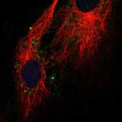 Immunocytochemistry/ Immunofluorescence: Claudin-11 Antibody [NBP3-17229]