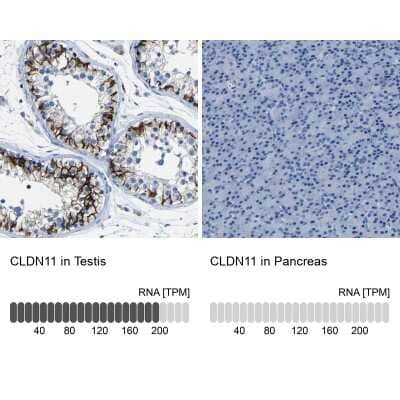 Immunohistochemistry-Paraffin: Claudin-11 Antibody [NBP1-82470]