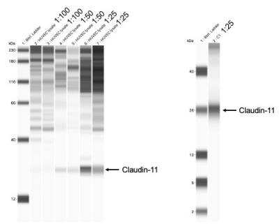 Western Blot: Claudin-11 Antibody [NBP1-82470]