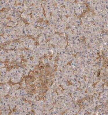Immunohistochemistry-Paraffin: Claudin-12 Antibody [NBP1-87450]