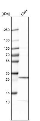 Western Blot: Claudin-12 Antibody [NBP1-87450]