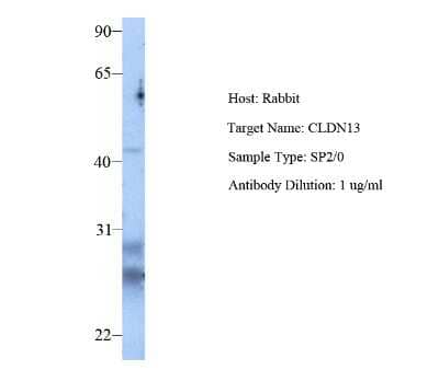 Western Blot: Claudin 13 Antibody [NBP1-80029]