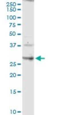 Western Blot: Claudin-14 Antibody [H00023562-D01P]