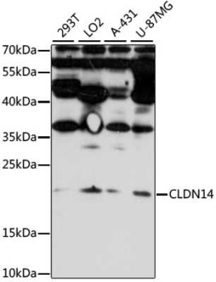 Western Blot: Claudin-14 AntibodyAzide and BSA Free [NBP2-92516]