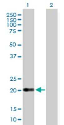 Western Blot: Claudin-15 Antibody [H00024146-B02P]